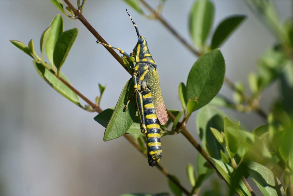 Un petit papillon brun aux ailes tachetées posé sur les aiguilles d'un conifère, un exemple parfait pour l'intelligence artificielle botanique.